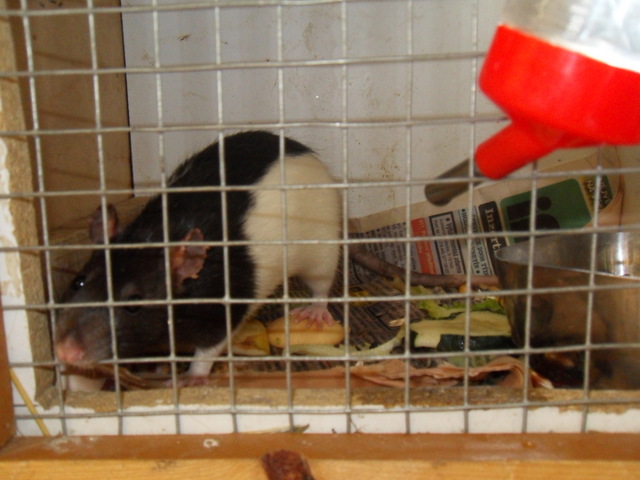  zvtit
